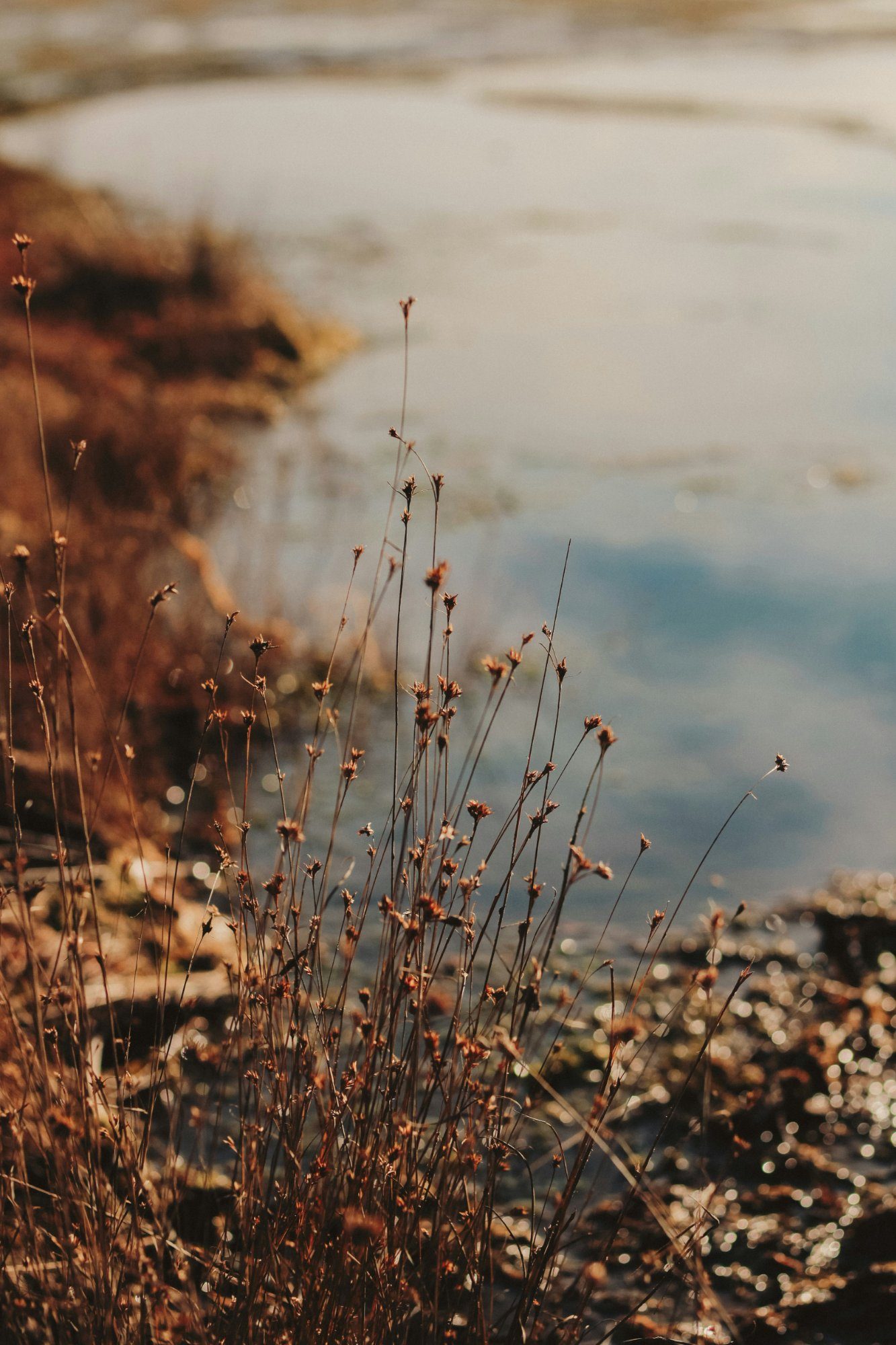 Cotton grass and bog grasses lit by the low sun in Ķemeri raised bog