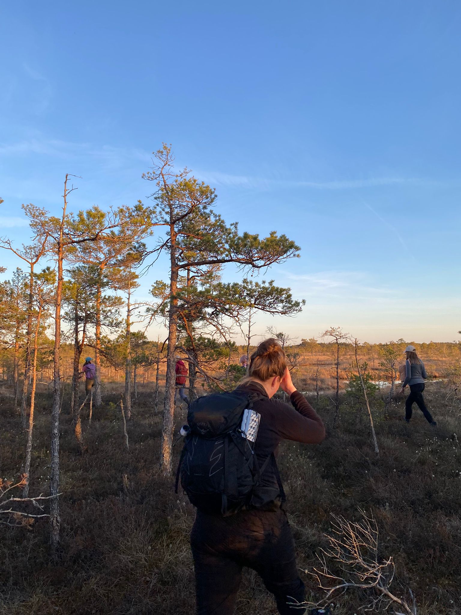 A guest photographing the Ķemeri raised bog at golden hour