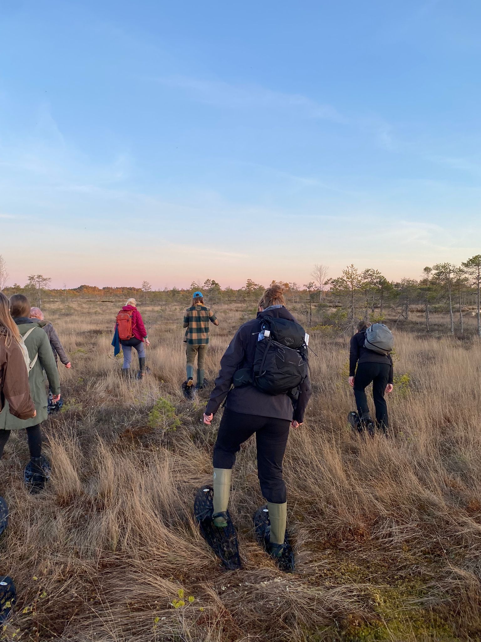 Our small group out on the Ķemeri raised bog at sunset in bog shoes
