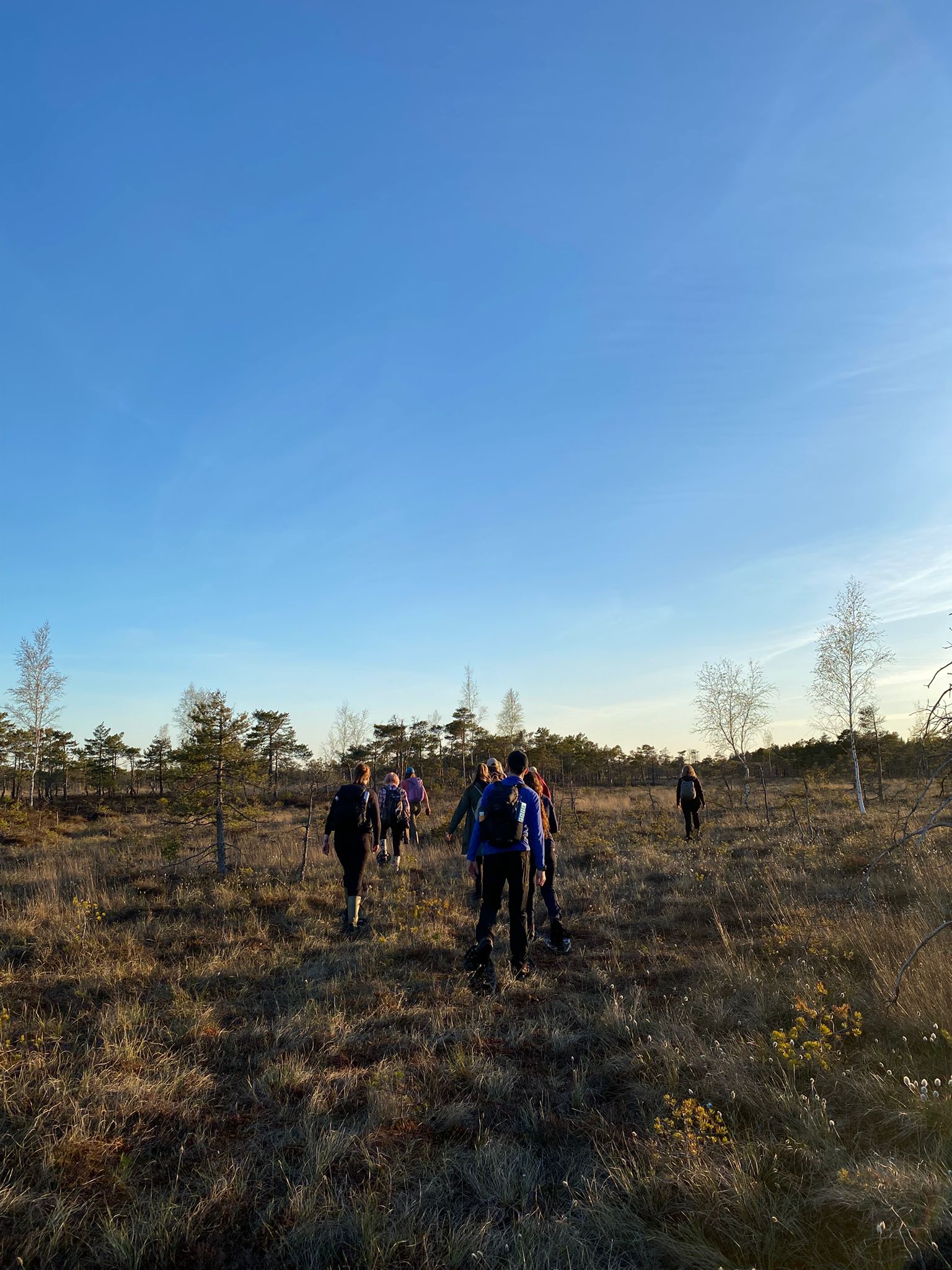 Three guests striding across the open Ķemeri raised bog in snowshoe-style bog shoes