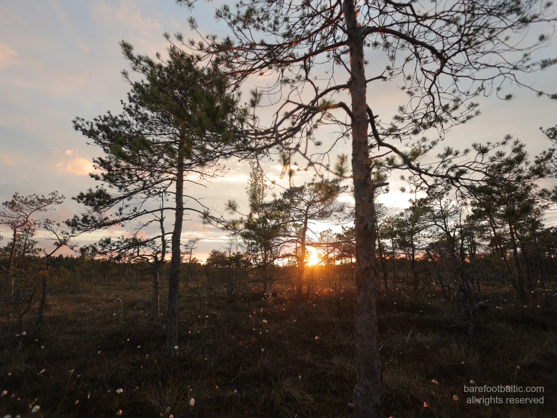 A guest in bogshoes walking out on the open bog at golden hour, Ķemeri
